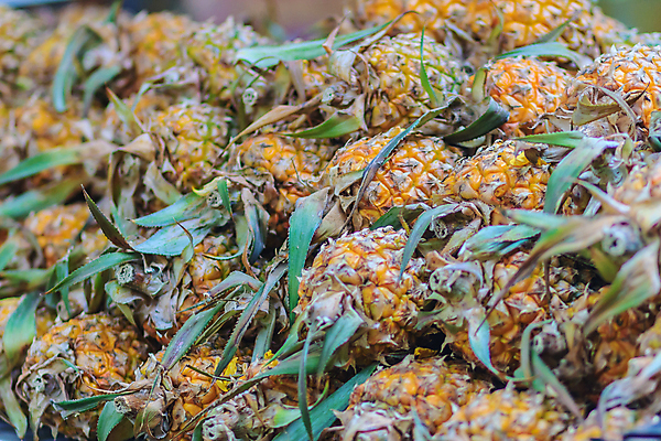 포토 JPG 해외이미지 식물 음식 조각 백그라운드 농업 다이어트 과일 귤 동양인 사람없음 초록색 농작물 컬러풀 농장 노란색 추위 수확 시골 신선 소나무 원형 그룹 시장 달콤 작음 파인애플 유기농 원예 질감 반쪽 날것 지역 미니 밭일 숙성 이국적 세련 해외포토 도형 나무 웰빙 산업 컬러 건강 인종 취미 맛 크기 열대과일 파일형식 이미지허브