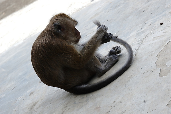 포토 JPG 해외이미지 나무 동물 응시 공원 아시아 얼굴 야생동물 음식 여행 포유류 가족 자연 털 동물원 앉기 동양인 사람없음 야외 초록색 갈색 회색 원숭이 표현 아기 숲 작음 먹기 꼬리 인도네시아 서식지 유인원 동물상 해외포토 식물 시선 공공시설 나라 컬러 관계 모션 사람 인종 신체부위 조형물 크기 생태계 파일형식 이미지허브
