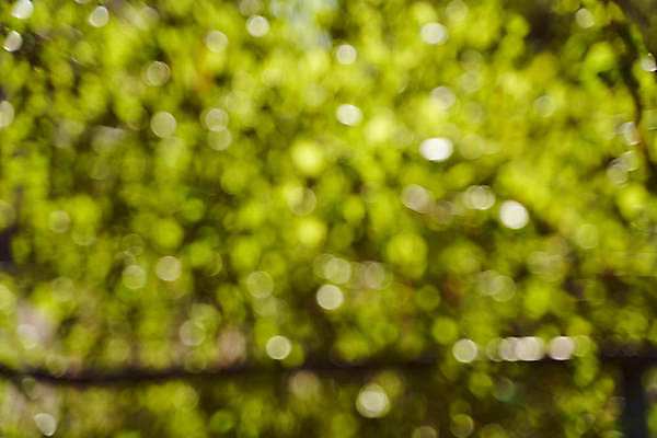 포토 JPG 해외이미지 식물 디자인 곤충 컨셉 잎 밭 자연 벽지 추상 휴가 프레임 그림자 사람없음 장식 초록색 빛 반짝임 햇빛 태양 우주 맑음 침묵 성장 흰색 신선 원형 투명 모서리 소프트포커스 숲 묘사 에코 질감 보케 광 뒤뜰 블러 생태학 디테일 해외포토 자연요소 도형 동물 교육 컬러 무늬 농업 모션 날씨 촬영기법 환경 소리 생태계 파일형식 이미지허브