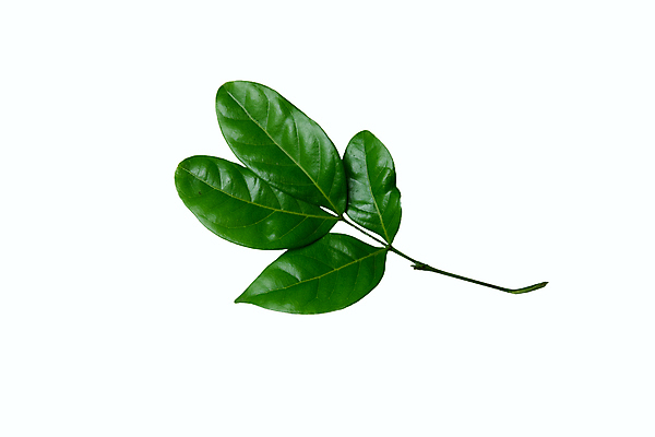 포토 JPG 해외이미지 나무 식물 열매 산업 커피 음료 음식 백그라운드 잎 농업 과일 자연 콩 건강 씨앗 사람없음 빨간색 초록색 농작물 농장 수확 성장 흰색 나뭇가지 신선 낟알 유기농 날것 내추럴 고립 밭일 생태학 숙성 아라비카 카페인 해외포토 웰빙 교육 컬러 곡류 생태계 파일형식 이미지허브