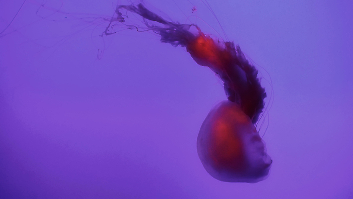 포토 JPG 해외이미지 동물 1 야생동물 바다 섬 백그라운드 자연 생물 어류 사람없음 물 파란색 빛 검은색 수중 흰색 점 다이빙 탱크 태평양 암초 수족관 젤리 해파리 내추럴 깊이 이국적 해외포토 자연요소 컬러 디저트 수영 수중동물 자포동물 생태계 수중스포츠 파일형식 이미지허브