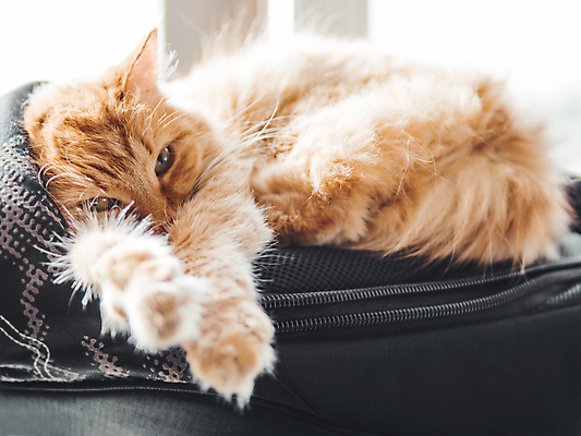 포토 JPG 해외이미지 한마리 배낭 실내 사람없음 반려동물 햇빛 고양이 낮잠 반려묘 안락 해외포토 동물 1 컨셉 가방 포유류 내부 태양 잠 파일형식 이미지허브