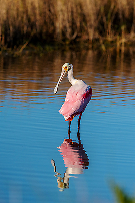 포토 JPG 해외이미지 동물 북아메리카 조류 사람없음 미국 플로리다 해외포토 아메리카 파일형식 이미지허브