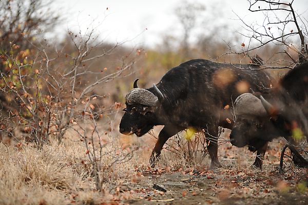 포토 JPG 해외이미지 동물 공원 여자 야생동물 곡선 포유류 가족 아프리카 자연 초식동물 생물 함께함 뿔 사람없음 야외 가로 머리 검은색 게임 소 군중 큼 방목 망토 사파리 황소 서식지 내추럴 남아프리카 동물상 찰과상 해외포토 공공시설 나라 선 컬러 컨셉 관계 놀이 사람 신체부위 조형물 축산업 상처 크기 생태계 파일형식 이미지허브