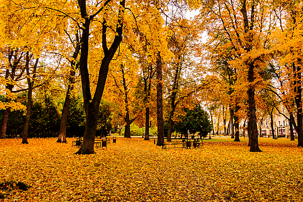 포토 JPG 해외이미지 주간 공원 단풍 낙엽 단풍나무 풍경 사람없음 야외 주황색 가을 해외포토 자연요소 나무 계절 공공시설 컬러 잎 파일형식 이미지허브