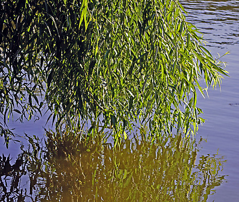 포토 JPG 해외이미지 나무 식물 공원 호수 백그라운드 잎 자연 매달리기 풍경 사람없음 야외 초록색 물 여름 파란색 빛 강 컬러풀 반사 노란색 평화 환경 맑음 침묵 봄 나뭇가지 연못 신선 버드나무 장면 내추럴 생태학 해외포토 자연요소 계절 공공시설 교육 컬러 컨셉 모션 날씨 소리 생태계 파일형식 이미지허브