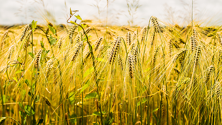포토 JPG 해외이미지 음식 빵 줄기 백그라운드 밭 농업 자연 건강 사람없음 야외 여름 경제 농작물 농장 봄 성장 볏짚 농부 낟알 시리얼 밀 밀가루 천국 7월 내추럴 밭일 호밀 해외포토 식물 직업 계절 산업 곡류 날짜 짚 가루 생태계 파일형식 이미지허브