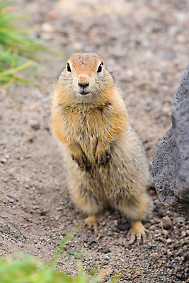 포토 JPG 해외이미지 동물 응시 공원 얼굴 야생동물 여행 포유류 자연 산 털 풍경 사람없음 야외 세로 여름 코트 황무지 닫기 설치류 북극 꼬리 사냥 다람쥐 러시아 귀 사냥꾼 북쪽 내추럴 동물상 땅바닥 발톱 시베리아 해외포토 직업 시선 계절 공공시설 유럽 모션 발 바닥 신체부위 조형물 외투 극지방 방향 생태계 파일형식 이미지허브
