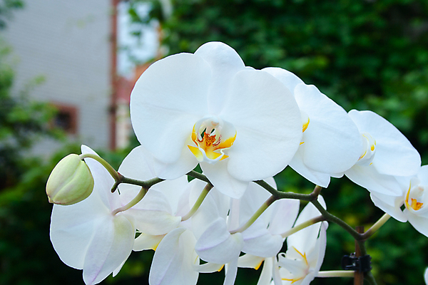 포토 JPG 해외이미지 식물 디자인 꽃잎 꽃 줄기 백그라운드 꽃무늬 자연 사랑 사람없음 목재 장식 노란색 정원 화목 봄 우정 벚꽃 흰색 나뭇가지 신선 난초 재산 우아함 닫기 호접란 이국적 카피스페이스 해외포토 나무 계절 감정 컬러 컨셉 무늬 재료 모션 금융 친구 공백 생태계 파일형식 이미지허브
