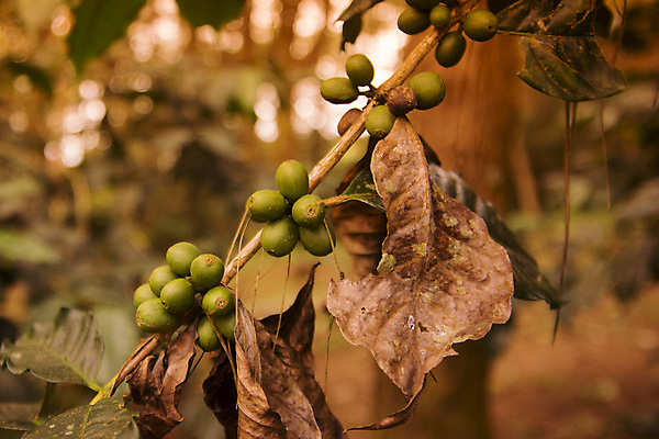 포토 JPG 해외이미지 나무 태국 사람없음 야외 아웃포커스 커피농장 커피열매 해외포토 식물 열매 아시아 촬영기법 농장 파일형식 이미지허브