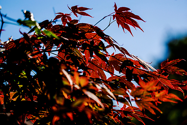 포토 JPG 해외이미지 나무 식물 계절 공원 백그라운드 단풍 잎 꽃무늬 패턴 자연 추상 풍경 사람없음 야외 빨간색 초록색 컬러풀 정원 일본 봄 질감 내추럴 해외포토 공공시설 꽃 아시아 컬러 무늬 생태계 파일형식 이미지허브