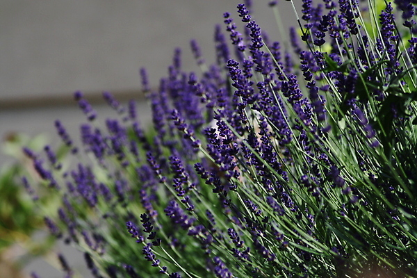 포토 JPG 해외이미지 식물 손 꽃 백그라운드 탁자 추상 관리 사람없음 초록색 스마트폰 사무실 알약 보라색 에너지 잡기 닫기 제비꽃 사인 라벤더 엉겅퀴 라일락 고립 해외포토 컬러 가구 무늬 비즈니스 모션 신체부위 핸드폰 스마트기기 약 허브 파일형식 이미지허브