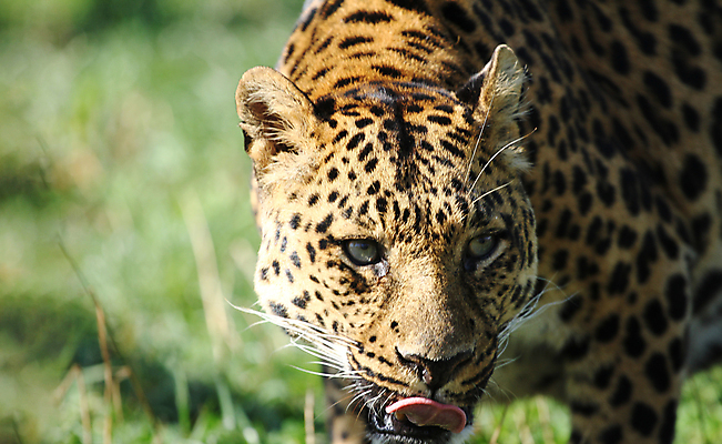 포토 JPG 해외이미지 동물 응시 얼굴 야생동물 아프리카 자연 건조 국립공원 종류 앉기 풍경 사람없음 머리 고양이 힘 사막 점 황무지 닫기 사파리 사냥 육식동물 사냥꾼 멸종 케냐 치타 내추럴 거짓말 경보 남아프리카 마사이족 탄자니아 해외포토 직업 시선 공원 나라 포유류 모션 신체부위 반려동물 생태계 파일형식 이미지허브