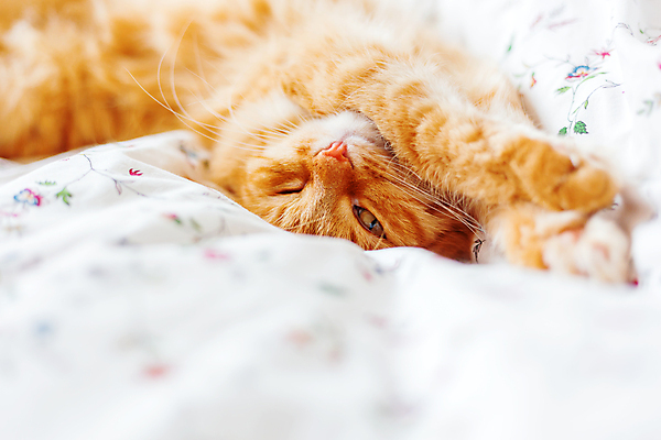 포토 JPG 해외이미지 한마리 실내 사람없음 반려동물 햇빛 고양이 이불 침대 낮잠 시트 반려묘 해외포토 동물 1 가구 포유류 침구 내부 태양 잠 파일형식 이미지허브