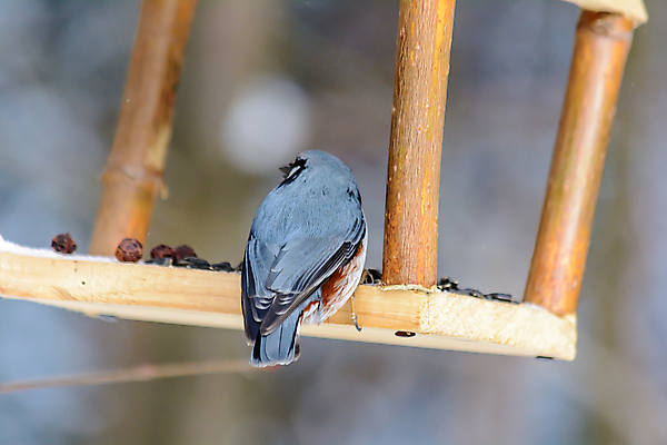 포토 JPG 해외이미지 동물 계절 공원 야생동물 음식 백그라운드 겨울 날개 자연 조류 날씨 씨앗 사람없음 야외 환경 정원 냉동 추위 숲 작음 먹이 낟알 깃털 생물학 꼬리 서리 부리 내추럴 동물상 수수 수유 눈내림 해외포토 식물 공공시설 교육 눈_날씨 조형물 크기 생태계 파일형식 이미지허브
