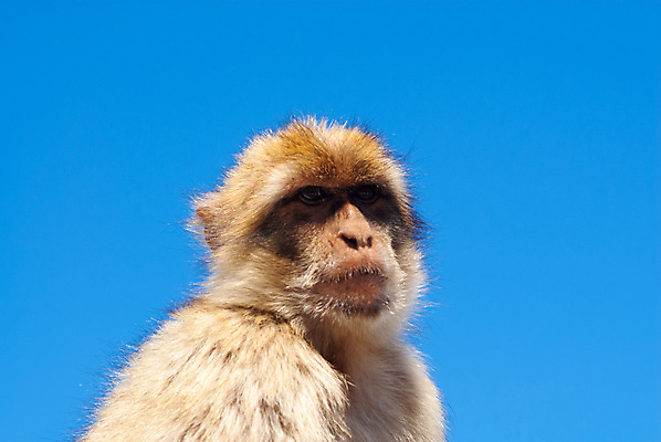 포토 JPG 해외이미지 동물 캐릭터 1 응시 얼굴 야생동물 포유류 자연 하늘 털 성인 사람없음 야외 파란색 갈색 머리 환경 원숭이 모피 싱글 유인원 내추럴 동물상 해외포토 시선 컬러 사람 신체부위 조형물 생태계 파일형식 이미지허브