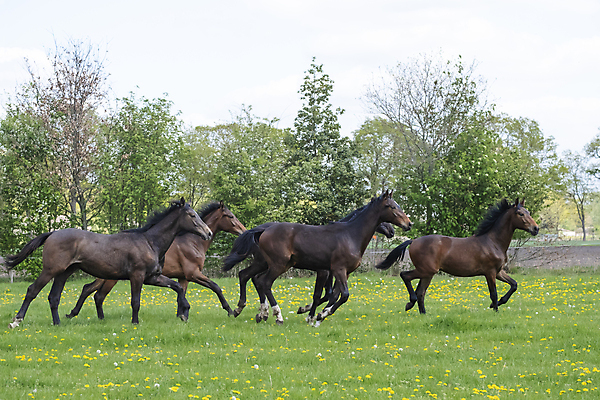 포토 JPG 해외이미지 동물 꽃 야생동물 밭 모션 자연 하늘 풍경 사람없음 야외 초록색 파란색 달리기 갈색 맑음 점프 힘 봄 목장 자유 시골 시간 승마 군중 속도 갈기 지휘 바둑 반항 해외포토 식물 계절 스포츠 컬러 컨셉 농업 놀이 날씨 사람 생태계 파일형식 이미지허브
