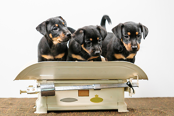 포토 JPG 해외이미지 스튜디오촬영 동물 응시 새끼 백그라운드 생물 털 함께함 실내 3 앉기 사람없음 반려동물 갈색 귀여움 검은색 우정 수확 흰색 개 강아지 선탠 작음 눈금 경보 고립 기르기 해외포토 시선 컬러 컨셉 농업 포유류 모션 내부 친구 크기 돌봄 파일형식 이미지허브