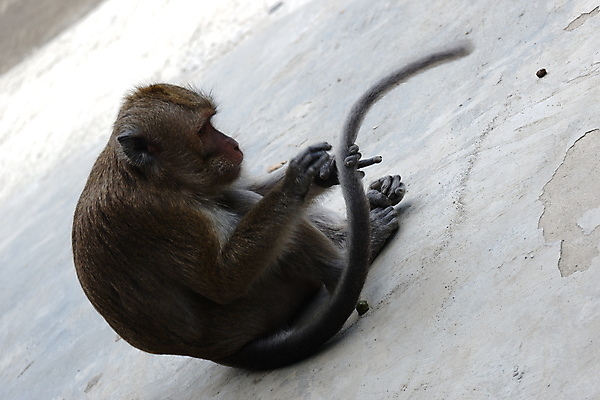 포토 JPG 해외이미지 나무 동물 응시 공원 아시아 얼굴 야생동물 음식 여행 포유류 가족 자연 털 동물원 앉기 동양인 사람없음 야외 초록색 갈색 회색 원숭이 표현 아기 숲 작음 먹기 꼬리 인도네시아 서식지 유인원 동물상 해외포토 식물 시선 공공시설 나라 컬러 관계 모션 사람 인종 신체부위 조형물 크기 생태계 파일형식 이미지허브