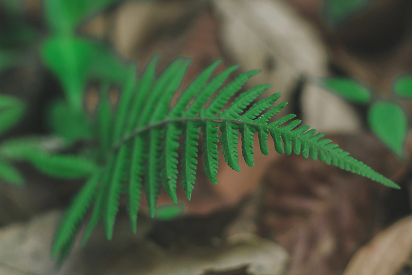 포토 JPG 해외이미지 나무 식물 디자인 배너 백그라운드 잎 패턴 일러스트 텍스트 자연 잉크 사람없음 그래픽 초록색 빛 라벨 환경 정원 봄 수확 성장 신선 투명 메시지 숲 인쇄 물개 부식 질감 배지 타이틀 내추럴 양치류 각인 해외포토 계절 컬러 무늬 농업 포유류 프레임 바다동물 생태계 파일형식 이미지허브