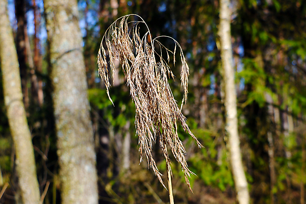 포토 JPG 해외이미지 식물 계절 공원 꽃 아시아 여행 백그라운드 잎 꽃무늬 자연 하늘 추상 한국 갈대 풍경 사람없음 야외 초록색 물 여름 파란색 빛 성장 가을 흰색 시골 닫기 은색 숲 불기 질감 장면 국회 내추럴 전국 해외포토 자연요소 공공시설 나라 컬러 무늬 모션 생태계 파일형식 이미지허브