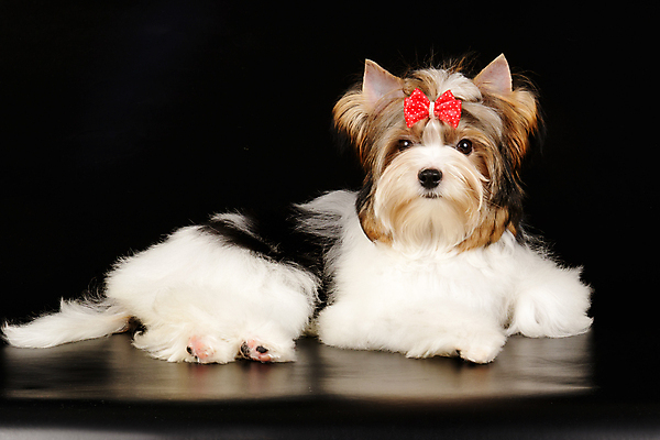 포토 JPG 해외이미지 동물 1 행복 새끼 백그라운드 새로움 털 미소 사람없음 빨간색 반려동물 귀여움 검은색 거울 흰색 개 달콤 강아지 작음 요크셔테리어 테리어 활 솜털 송곳니 기르기 비버 삼색 해외포토 감정 컬러 컨셉 포유류 표정 맛 치아 크기 돌봄 파일형식 이미지허브