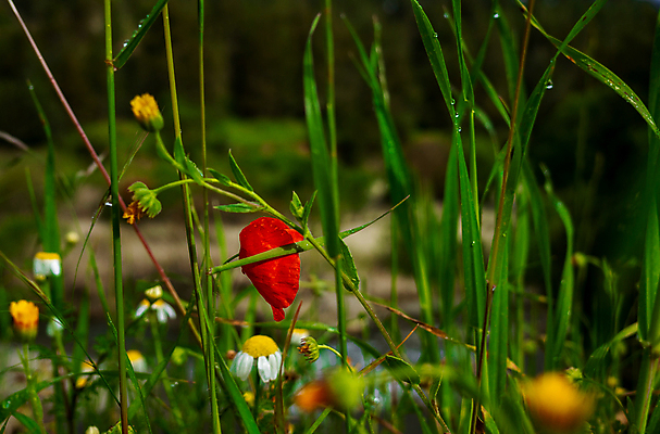 포토 JPG 해외이미지 식물 계절 꽃잎 꽃 줄기 백그라운드 꽃무늬 밭 자연 하늘 아침 풍경 사람없음 야외 빨간색 초록색 여름 파란색 빛 정원 봄 성장 벚꽃 시골 신선 개화 닫기 향기 장면 양귀비 해외포토 주간 컬러 무늬 농업 모션 생태계 냄새 파일형식 이미지허브
