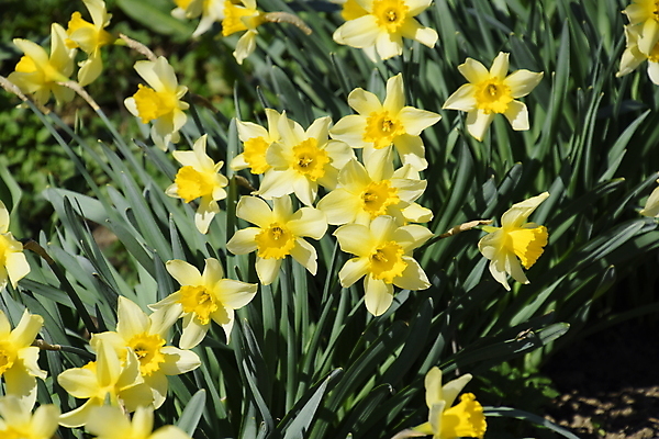 포토 JPG 해외이미지 식물 전통 계절 공원 꽃잎 꽃 꽃다발 백그라운드 꽃무늬 자연 하늘 아침 휴가 부활절 잔디 사람없음 야외 초록색 여름 빛 햇빛 태양 노란색 새싹 정원 맑음 봄 기쁨 벚꽃 신선 개화 그룹 닫기 4월 아로마 수선화 해외포토 주간 자연요소 공공시설 기념일 감정 컬러 무늬 모션 날씨 날짜 생태계 파일형식 이미지허브