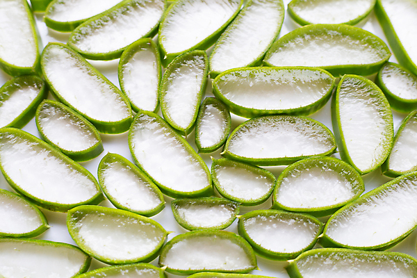 포토 JPG 해외이미지 스튜디오촬영 단면 실내 사람없음 흰배경 알로에 해외포토 식물 백그라운드 내부 흰색 파일형식 이미지허브