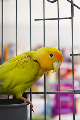 포토 JPG 해외이미지 스튜디오촬영 동물 장난 조류 사람없음 초록색 반려동물 컬러풀 노란색 가축 소리 우정 흰색 상처 작음 자르기 깃털 부리 앵무새 새장 고립 열대기후 이국적 해외포토 컬러 모션 실내 친구 크기 케이지 파일형식 이미지허브