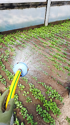 포토 JPG 해외이미지 식물 백그라운드 잎 밭 농업 채소 과일 비즈니스 가지 건강 이끼 사람없음 초록색 물 농작물 햇빛 농장 농경지 정원 봄 성장 업무 작업 어플리케이션 농부 물주기 유기농 양배추 호스 내추럴 모종 묘목 블러 온실 원예사 채식주의자 콜라비 해외포토 자연요소 나무 직업 웰빙 계절 산업 컬러 모션 태양 채식 파일형식 이미지허브