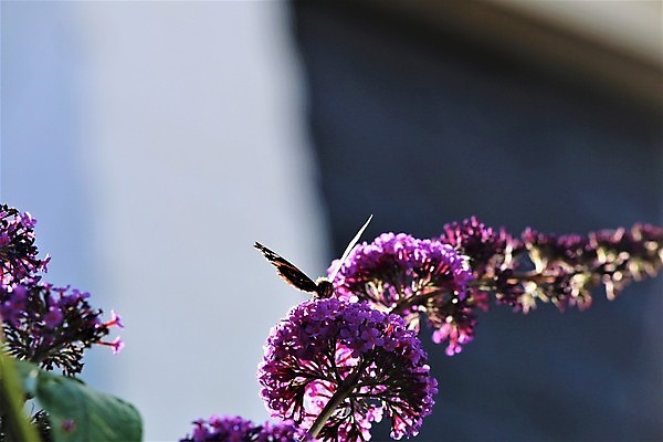 포토 JPG 해외이미지 식물 동물 야생동물 나비 곤충 자연 사람없음 야외 초록색 컬러풀 보라색 벚꽃 꽃가루 라일락 카피스페이스 해외포토 꽃 컬러 공백 가루 생태계 파일형식 이미지허브