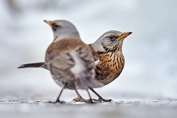 포토 JPG 해외이미지 동물 계절 여자 남자 유럽 야생동물 겨울 밭 날개 자연 조류 영국 잉글랜드 핀란드 사람없음 가로 물 반사 얼음 추위 마시기 흰색 나뭇가지 눈송이 황무지 숲 당구 깃털 부리 웅덩이 사냥꾼 목 침엽수 계산서 눈내림 해외포토 자연요소 나무 직업 나라 컬러 농업 모션 눈_날씨 북유럽 사람 신체부위 구기 생태계 파일형식 이미지허브