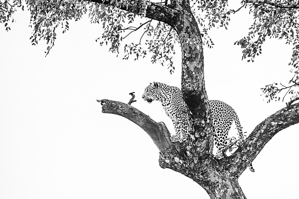 포토 JPG 해외이미지 나무 동물 야생동물 포유류 아프리카 자연 흑백 국립공원 사람없음 가로 고양이 황무지 보호 사파리 흰배경 육식동물 서식지 표범 고립 남아프리카 보츠와나 보호구역 해외포토 멸종위기종 식물 공원 나라 백그라운드 컨셉 촬영기법 반려동물 흰색 생태계 구역 파일형식 이미지허브