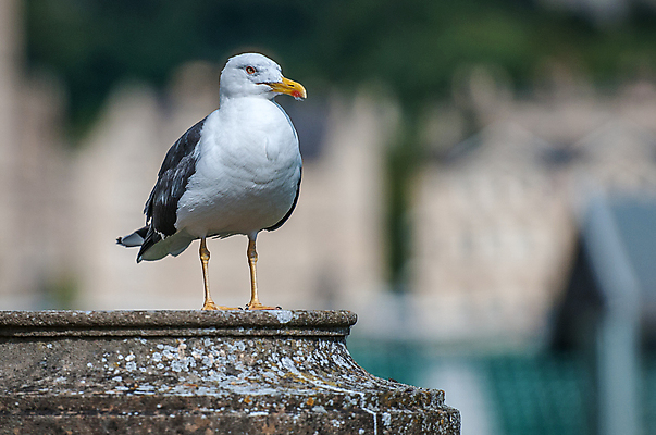포토 JPG 해외이미지 야생동물 벽 날개 갈매기 사람없음 목욕 기둥 닫기 깃털 부리 해외포토 동물 건축 모션 조류 청결 파일형식 이미지허브