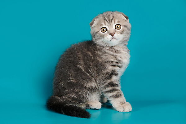 포토 JPG 해외이미지 한마리 응시 새끼 실내 앉기 사람없음 반려동물 귀여움 고양이 파란배경 스코티시폴드 반려묘 해외포토 동물 1 시선 백그라운드 컨셉 포유류 모션 내부 파란색 파일형식 이미지허브