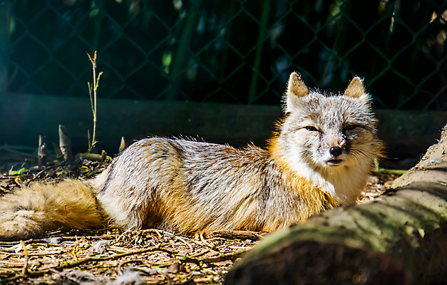 포토 JPG 해외이미지 동물 여자 남자 아시아 얼굴 야생동물 모래 백그라운드 포유류 자연 휴식 동물원 종류 동양인 성인 사람없음 반려동물 머리 쌓기 중국 사막 개 여우 동물상 스텝 이국적 인기 진실 해외포토 나라 컨셉 모션 사람 인종 신체부위 조형물 생태계 파일형식 이미지허브