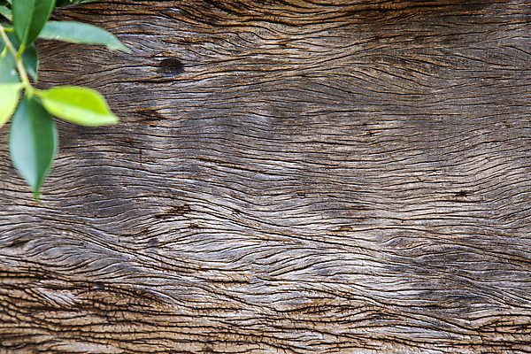 포토 JPG 해외이미지 식물 디자인 벽 백그라운드 잎 패턴 자연 추상 프레임 사람없음 목재 장식 초록색 갈색 우주 골동품 나뭇가지 널 묘사 질감 내추럴 그런지 수목 옛날 해외포토 나무 컬러 무늬 재료 생태계 파일형식 이미지허브