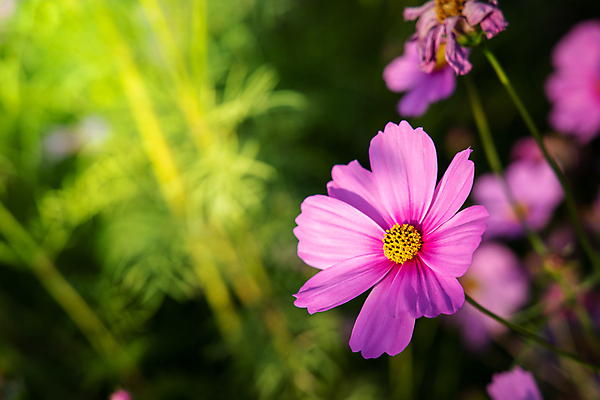 포토 JPG 해외이미지 식물 계절 공원 꽃 아시아 백그라운드 잎 꽃무늬 밭 농업 자연 풍경 사람없음 야외 초록색 여름 컬러풀 환경 정원 봄 활발 벚꽃 시골 신선 개화 싱글 코스모스 데이지 부드러움 내추럴 해외포토 공공시설 나라 산업 컬러 컨셉 무늬 감각 생태계 파일형식 이미지허브