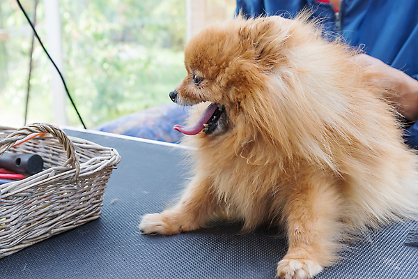 포토 JPG 해외이미지 한마리 탁자 한명 앉기 상반신 성인 반려동물 바구니 미용용품 개 돌봄 애견미용 포메라니안 성인한명만 해외포토 동물 1 가구 포유류 모션 사람 뷰티 오브젝트 성인만 파일형식 이미지허브