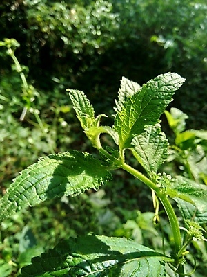 포토 JPG 해외이미지 식물 꽃 줄기 분홍색 백그라운드 잎 오렌지 과일 공 자연 사람없음 야외 초록색 여름 컬러풀 약 정원 가을 원형 개화 약초 허브 고립 해외포토 도형 계절 컬러 의학 풀_식물 생태계 파일형식 이미지허브