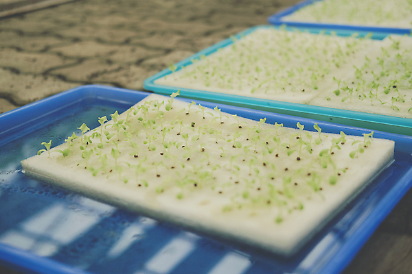 포토 JPG 해외이미지 식물 음식 잎 농업 채소 자연 건강 씨앗 사람없음 물 농장 새싹 정원 놀이방 샐러드 성장 신선 상추 원예 스펀지 내추럴 개발 모종 밭일 식용 온실 처음 세련 해외포토 자연요소 산업 취미 생태계 파일형식 이미지허브