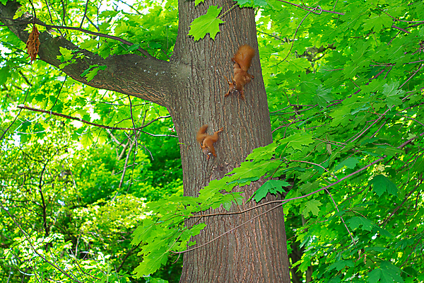 포토 JPG 해외이미지 나무 동물 공원 야생동물 포즈 포유류 가족 자연 엄마 생물 털 사람없음 야외 빨간색 갈색 회색 견과류 나뭇가지 설치류 숲 작음 먹기 배고픔 꼬리 다람쥐 솜털 서식지 내추럴 동물상 발톱 혼자 흥미 해외포토 식물 공공시설 컬러 컨셉 관계 모션 발 조형물 크기 생태계 파일형식 이미지허브