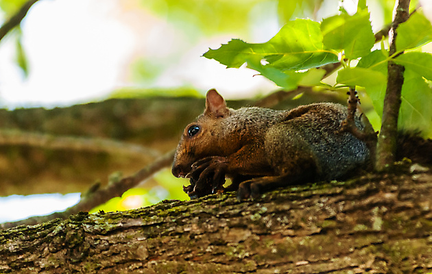 포토 JPG 해외이미지 나무 동물 척추동물 1 손 얼굴 야생동물 음식 잎 포유류 발 자연 생물 털 사람없음 야외 목재 옆모습 초록색 갈색 회색 견과류 나뭇가지 잡기 설치류 숲 작음 먹이 모피 먹기 배고픔 꼬리 다람쥐 장면 삼림지대 수유 집게발 해외포토 식물 뷰포인트 컬러 재료 모션 신체부위 크기 생태계 파일형식 이미지허브