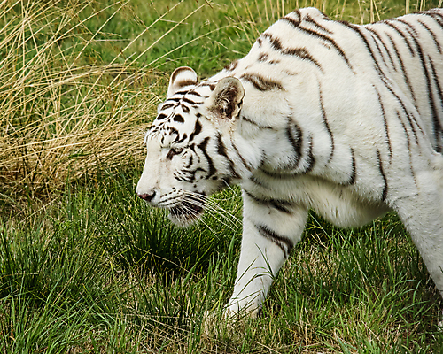 포토 JPG 해외이미지 주간 한마리 야생동물 동물원 사람없음 야외 맹수 백호 해외포토 자연요소 동물 1 호랑이 파일형식 사방신 이미지허브