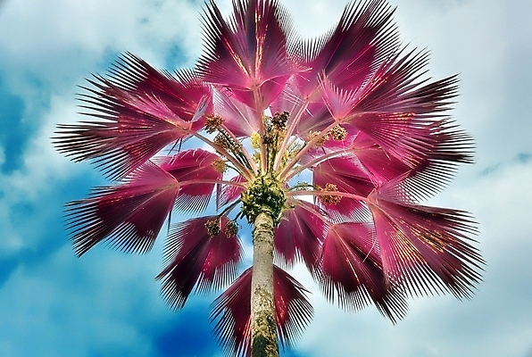 포토 JPG 해외이미지 구름 분홍색 하늘 사람없음 야외 야자수 세이셸 야자수잎 해외포토 자연요소 나무 컬러 잎 아프리카 파일형식 이미지허브