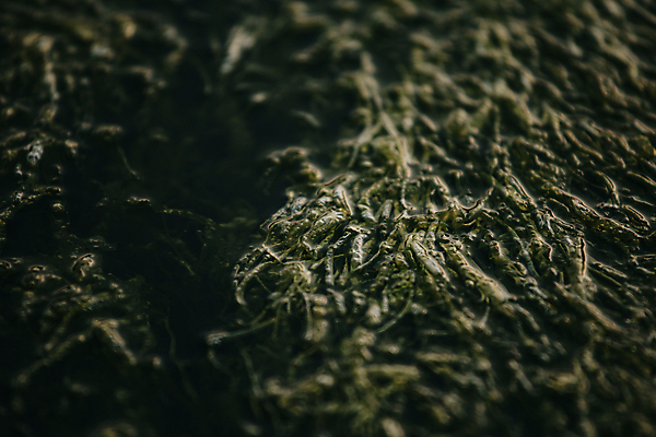 포토 JPG 해외이미지 백그라운드 잎 자연 근접촬영 사람없음 초록색 수중식물 해외포토 식물 뷰포인트 컬러 생태계 파일형식 이미지허브