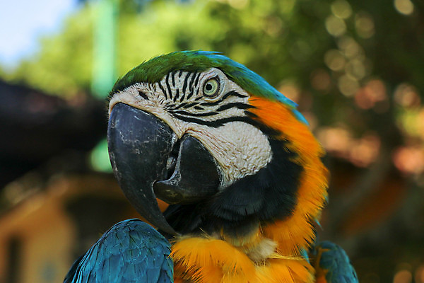 포토 JPG 해외이미지 스튜디오촬영 동물 척추동물 한마리 응시 야생동물 백그라운드 날개 자연 조류 앉기 사람없음 초록색 여름 파란색 반려동물 컬러풀 노란색 활발 흰색 나뭇가지 황금 닫기 깃털 부리 앵무새 새장 내추럴 동물상 이국적 잉꼬 해외포토 나무 1 시선 계절 컬러 컨셉 모션 실내 조형물 생태계 케이지 파일형식 이미지허브