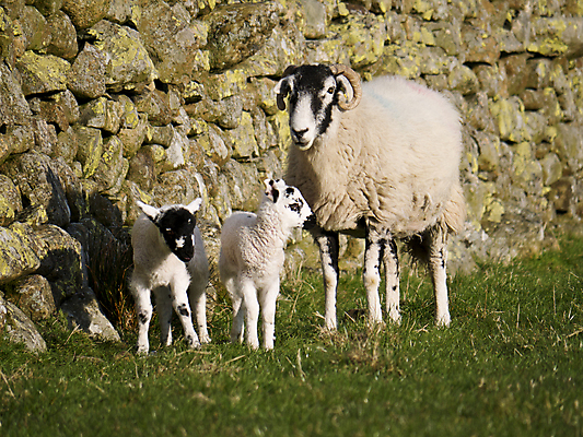 포토 JPG 해외이미지 동물 밭 농업 포유류 자연 영국 잉글랜드 육류 풍경 사람없음 초록색 농장 가축 봄 흰색 시골 아기 양 상업 양고기 양모 밭일 컴브리아주 해외포토 계절 유럽 산업 컬러 식재료 사람 직물 생태계 파일형식 이미지허브