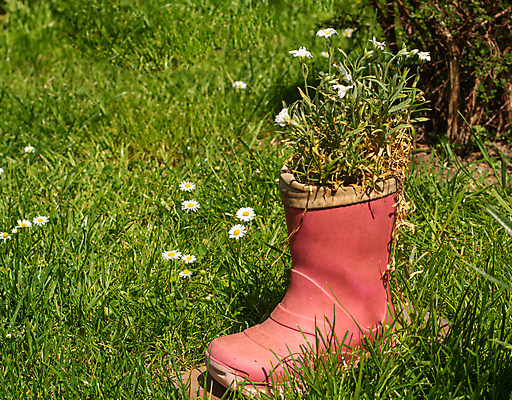 포토 JPG 해외이미지 식물 계절 꽃 백그라운드 신발 밭 자연 부츠 실내 사람없음 야외 장식 빨간색 초록색 햇빛 정원 성장 흰색 시골 다발 싱글 데이지 조경 고무 카피스페이스 해외포토 컬러 농업 내부 태양 공백 생태계 파일형식 이미지허브